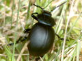 Timarcha tenebicosa